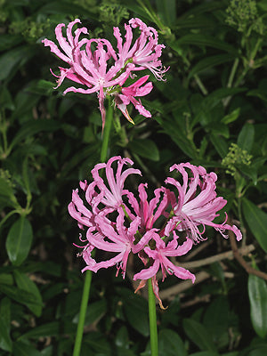 NERINE 'KINN McINTOSH'
