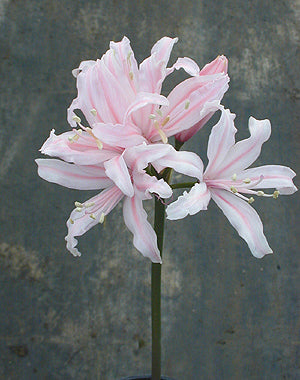 NERINE 'KING OF THE BELGIANS'