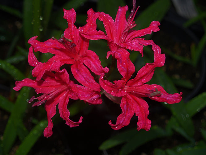 NERINE 'LADY DOWNE'