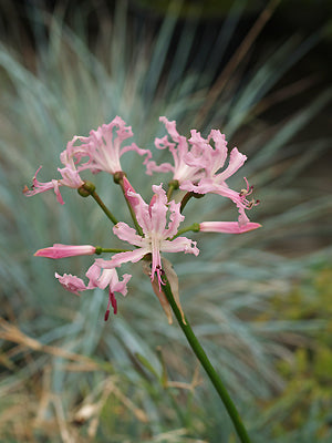 NERINE BOWDENII 'MARK FENWICK' clone 2