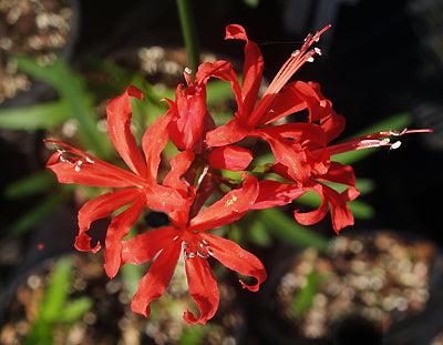 NERINE 'MISS FRANCES CLARKE'