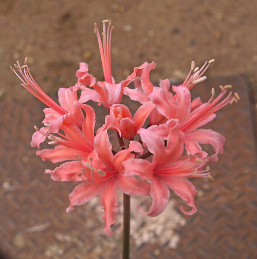 NERINE 'MISS FLORENCE BROWN'
