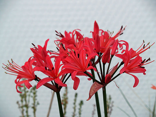 NERINE 'NENA'