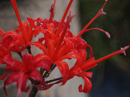 NERINE 'OWLSBURY'