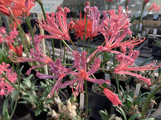 NERINE PEERSII