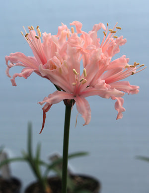 NERINE 'PINK FAIRY'