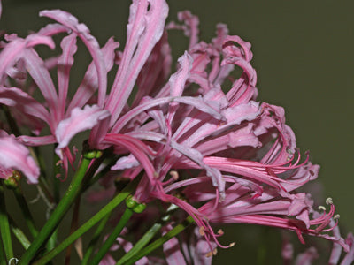 NERINE 'PINK FROSTWORK'