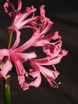 NERINE 'REGINA'