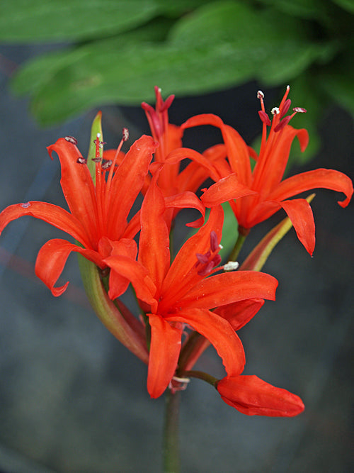 NERINE from seed NON HARDY