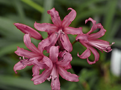 NERINE 'SUSAN NORRIS'