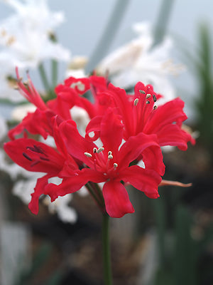 NERINE 'TIMOSHENKO'
