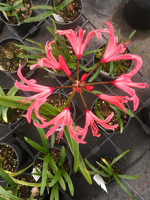 NERINE UNDULATA PW x TEAL MK