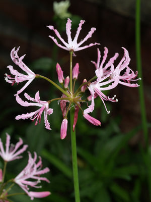 NERINE UNDULATA