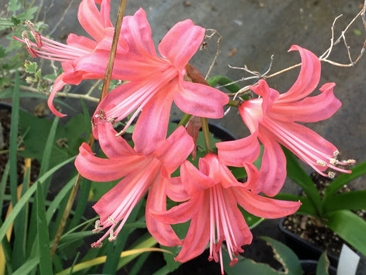NERINE 'YEALM KING'