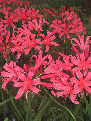 NERINE 'ZEAL GIANT'