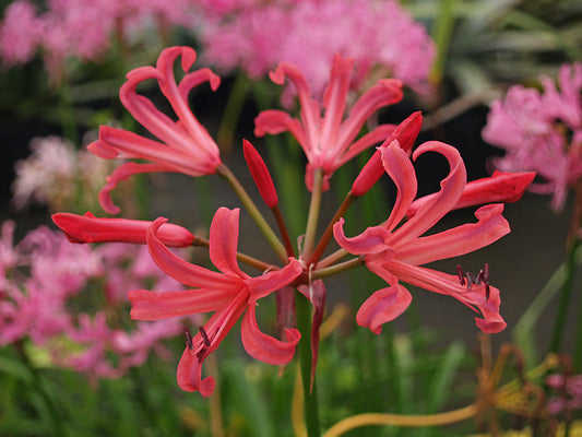 NERINE 'ZEAL PURPLE STRIPE'