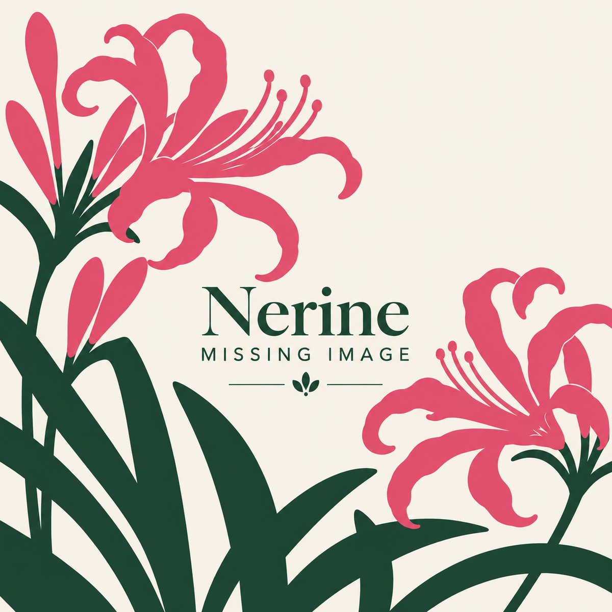 Nerine plants for sale