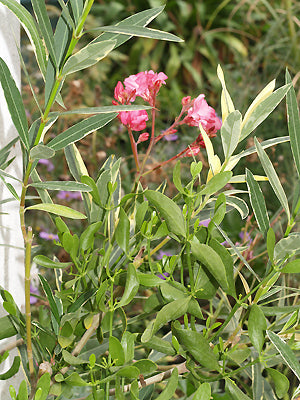 NERIUM OLEANDER 'VARIEGATUM PLENUM' + VISCUM CRUCIATUM B&F MA-24