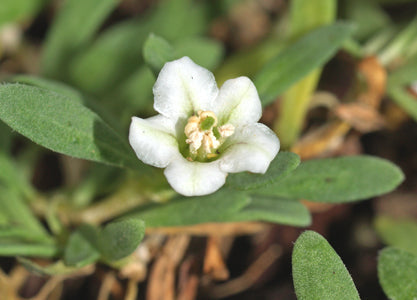 NERTERA DEPRESSA F&W 9274