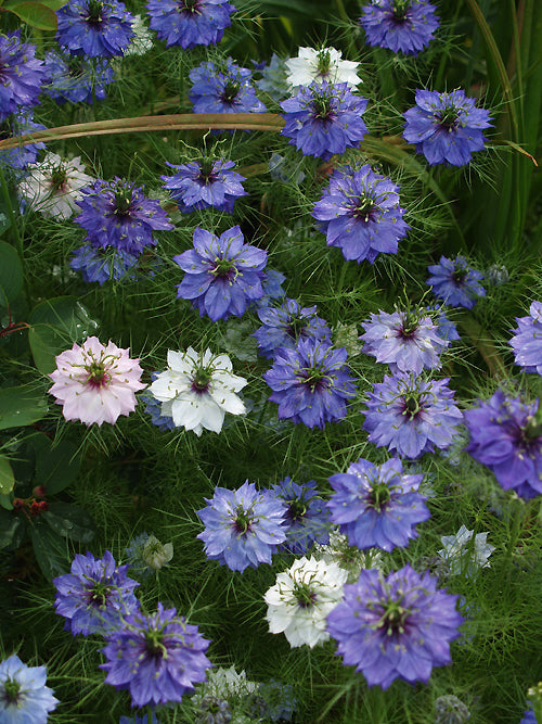 NIGELLA DAMASCENA