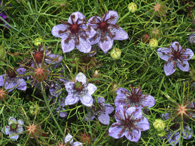 NIGELLA HISPANICUS