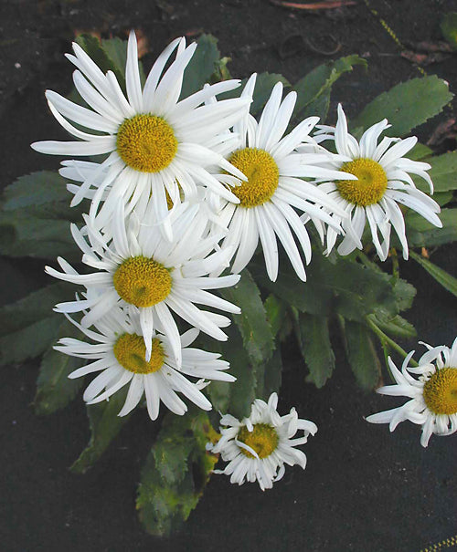 NIPPONANTHEMUM NIPPONICUM