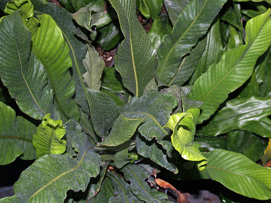 NIPHIDIUM CRASSIFOLIUM