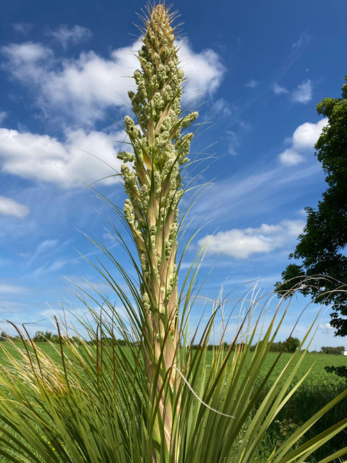 NOLINA HIBERNICA ULhort 'LA SIBERICA'