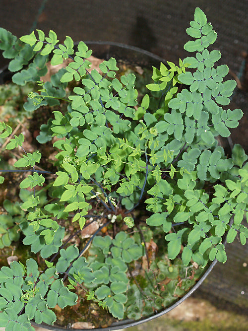 NOTHOLAENA NIVEA RCB RA-R-6