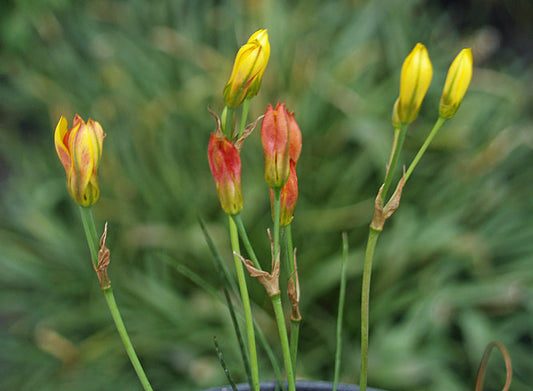 NOTHOSCORDUM OSTENII