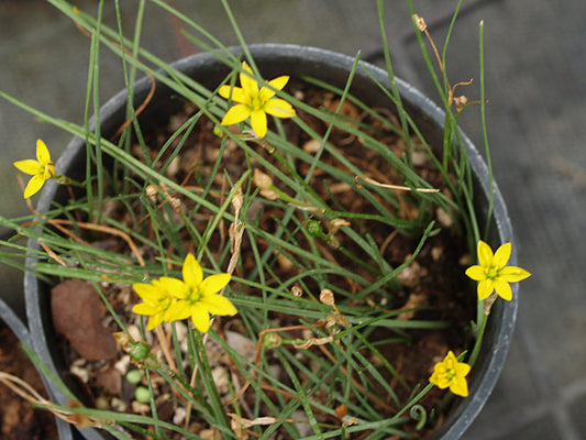 NOTHOSCORDUM MONTEVIDENSE