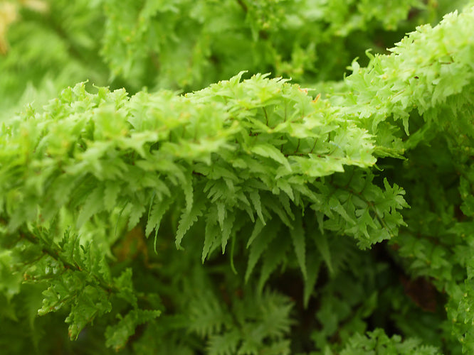 NEPHROLEPIS EXALTATA FROM SINGAPORE