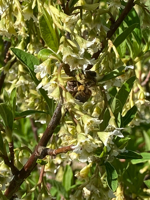 OEMLERIA CERASIFORMIS clone 1
