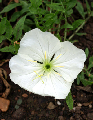 OENOTHERA ACAULIS