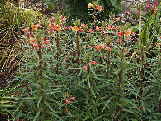OENOTHERA CAMPYLOCALYX