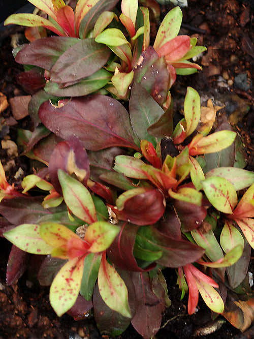 OENOTHERA FRUTICOSA subsp.GLAUCA 'ERICA ROBIN'