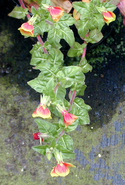OENOTHERA FALKLANDICA