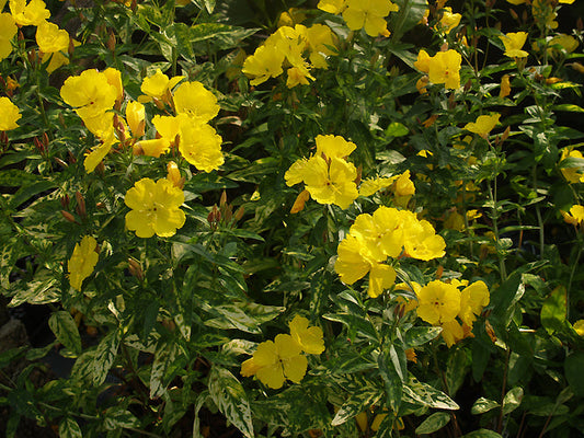 OENOTHERA FRUTICOSA 'CAMEL'