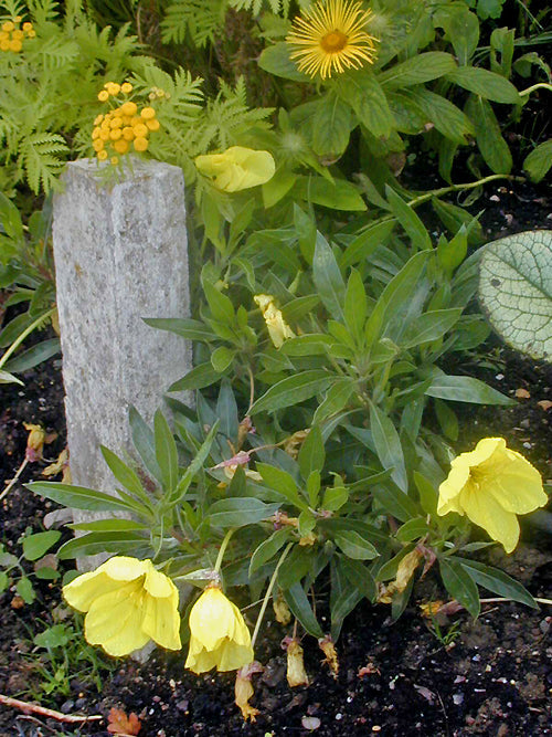 OENOTHERA MACROCARPA subsp.INCANA