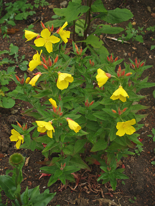 OENOTHERA PILOSELLA