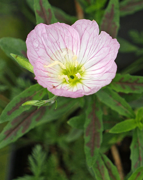 OENOTHERA SPECIOSA .TWILIGHT'