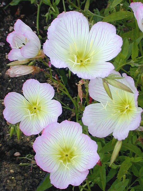 OENOTHERA SPECIOSA