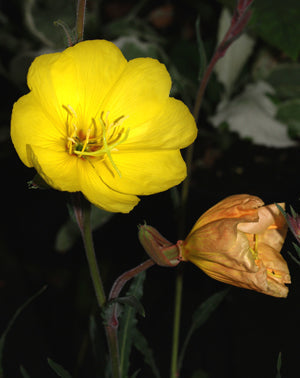OENOTHERA STRICTA