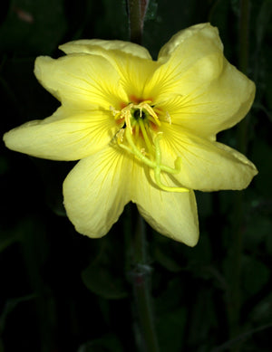 OENOTHERA STRICTA 'SULPHUREA'