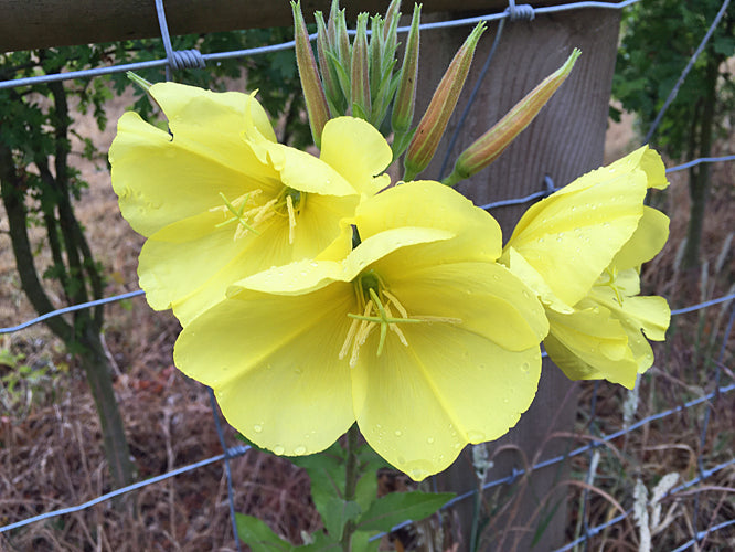 OENOTHERA BIENNIS