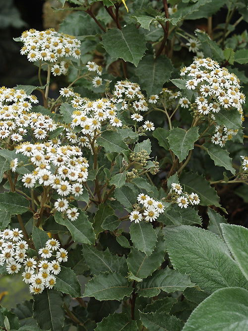 OLEARIA MACRODONTA