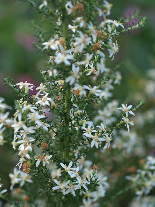 OLEARIA 'STARBURST'