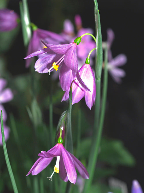 OLSYNIUM DOUGLASII