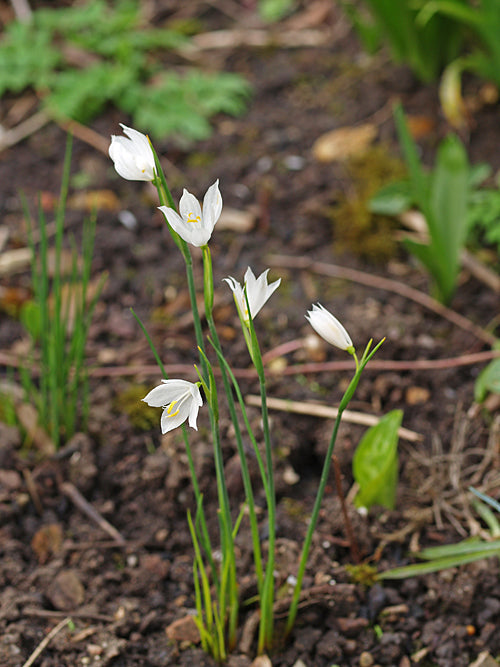 OLSYNIUM DOUGLASII var.ALBUM