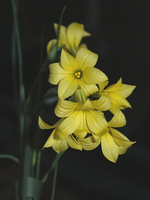 OLSYNIUM LYCKOLMII F&W 9283A